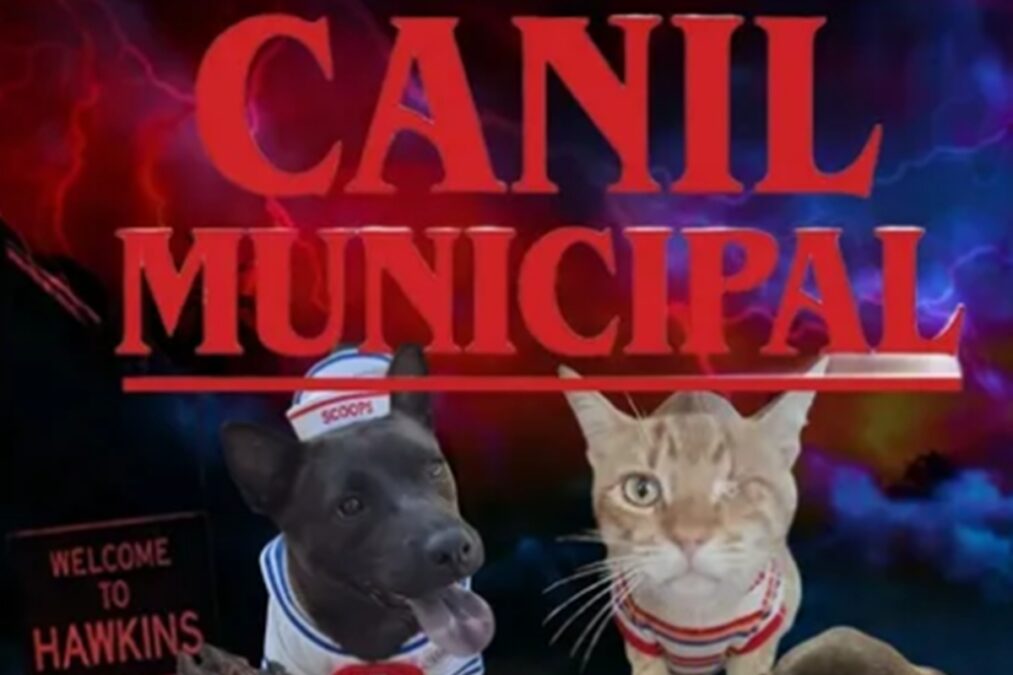 Canil aposta em Stranger Things para nomear animais e promover adoção