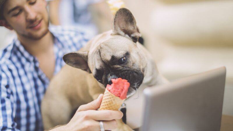 sorvete-para-pets:-aprenda-receitas-naturais-para-refrescar-no-calor