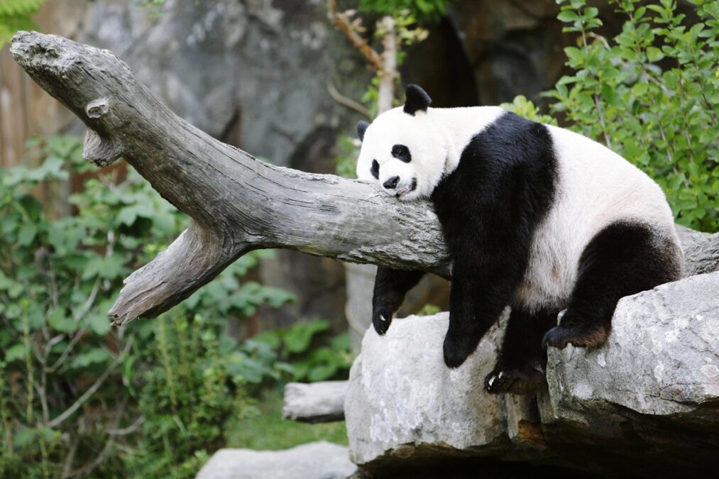 Trapalhão da natureza? Entenda se pandas são realmente desastrados