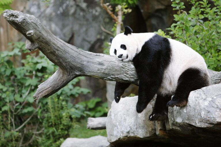 trapalhao-da-natureza?-entenda-se-pandas-sao-realmente-desastrados
