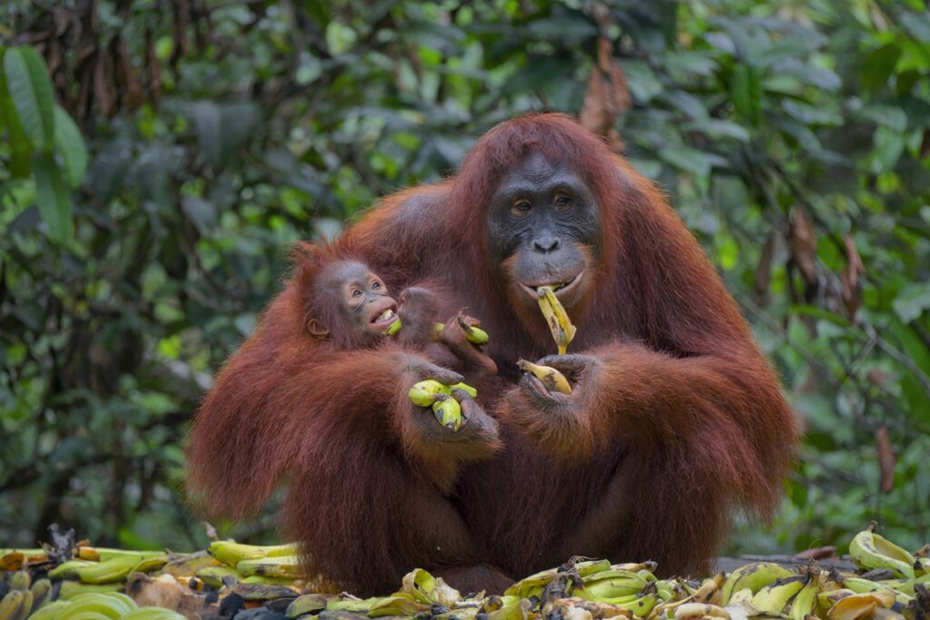 os-macacos-comem-banana-na-natureza?-saiba-como-e-a-dieta-dos-animais