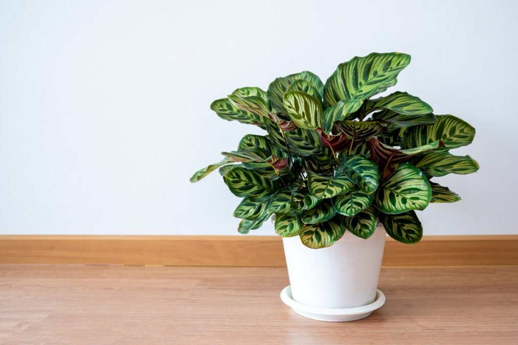 Paisagista indica 3 plantas brasileiras para apostar no décor em 2026
