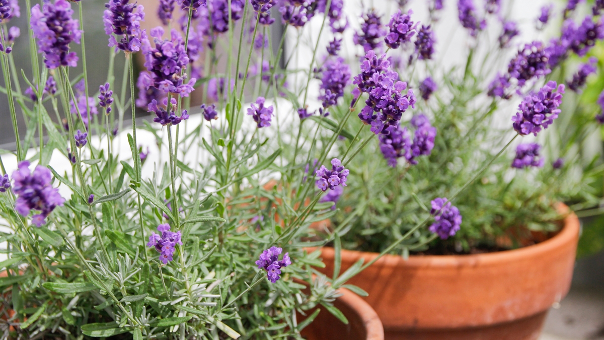 Útil e agradável: 4 plantas que afastam escorpiões e perfumam a casa