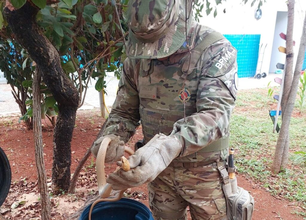 cobra-e-resgatada-nas-dependencias-da-upa-de-planaltina