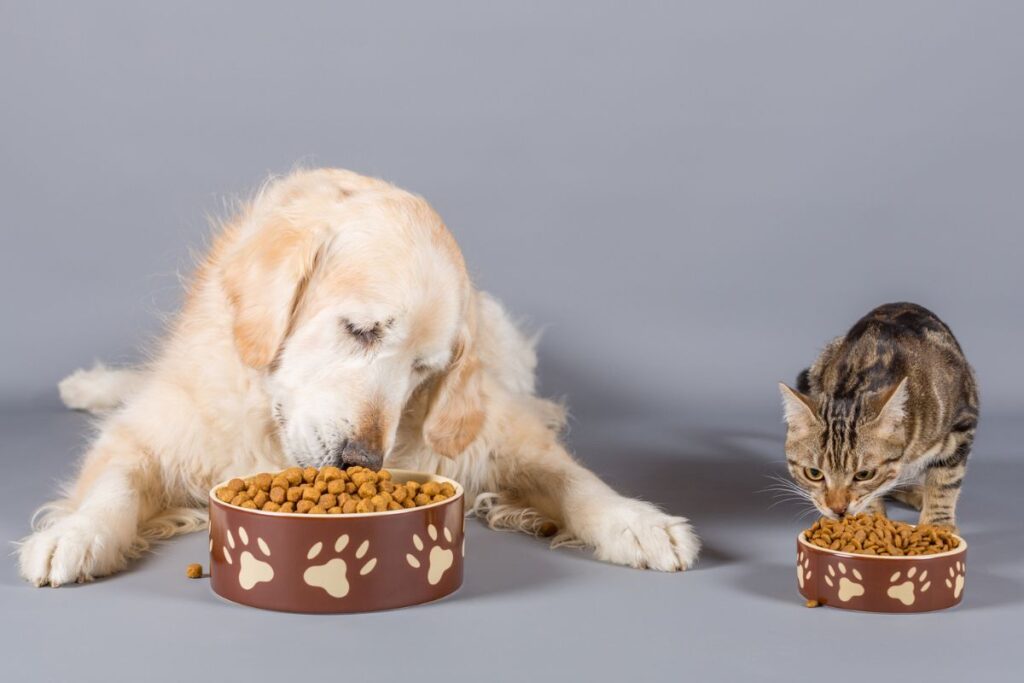 premierpet-doa-mais-de-80-toneladas-de-alimentos-para-pets-em-abrigos
