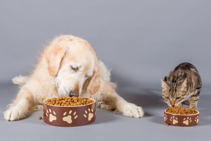 premierpet-doa-mais-de-80-toneladas-de-alimentos-para-pets-em-abrigos