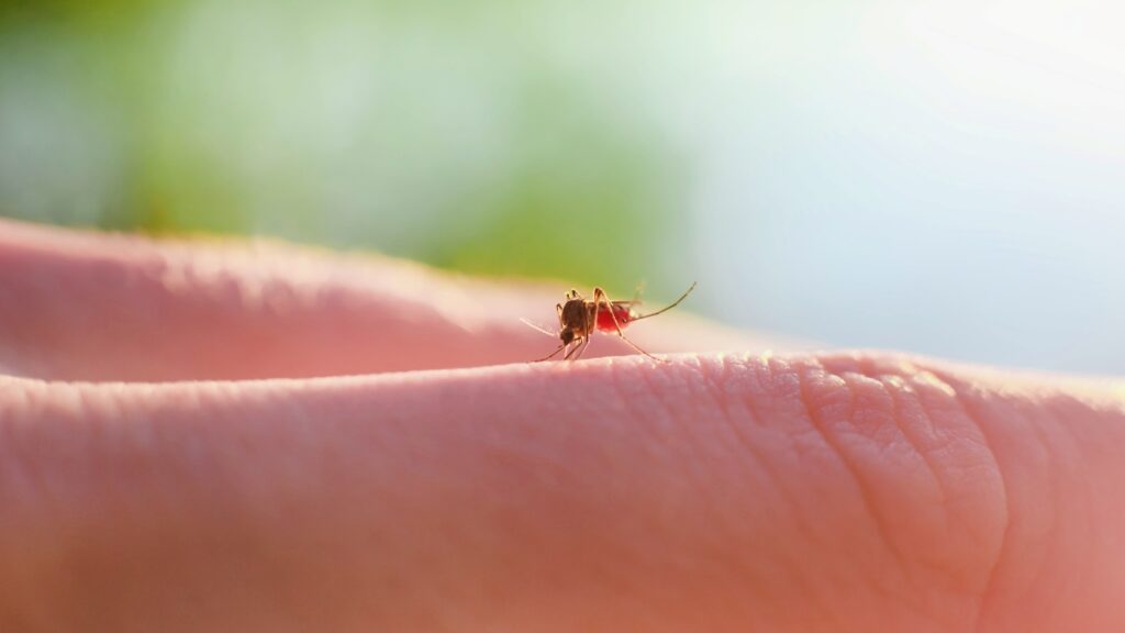 suor-humano-explica-por-que-algumas-pessoas-atraem-mais-mosquitos