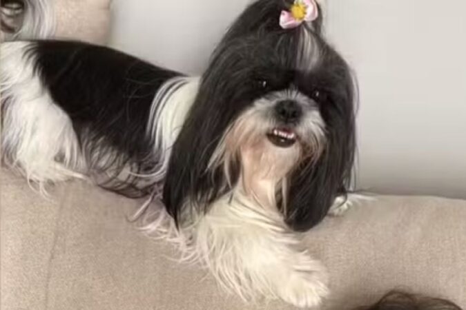 cadela-shih-tzu-morre-apos-ser-esquecida-dentro-de-carro-de-pet-shop