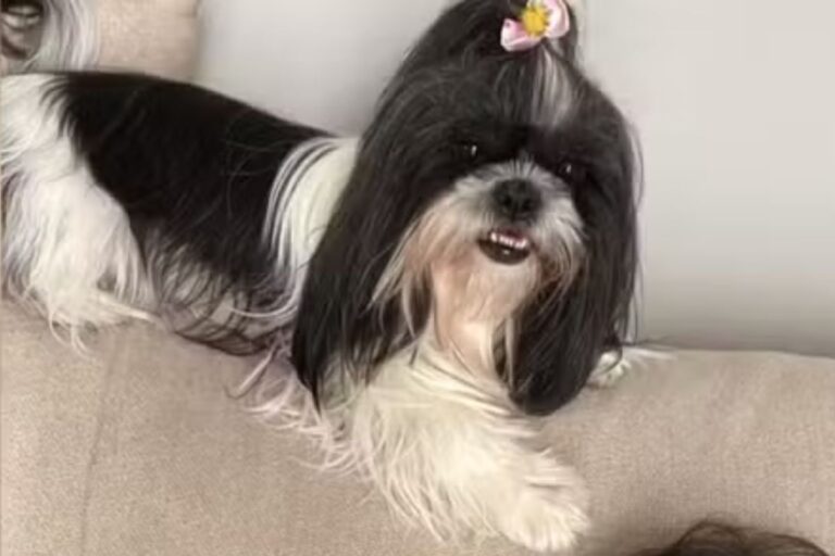 cadela-shih-tzu-morre-apos-ser-esquecida-dentro-de-carro-de-pet-shop