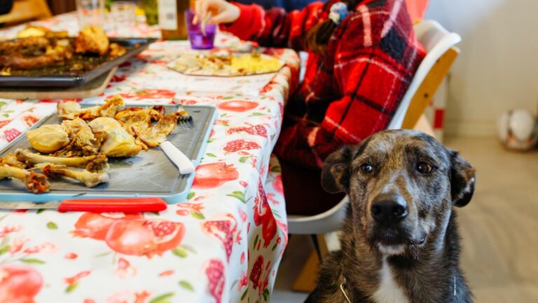 comidas-de-fim-de-ano:-entenda-porque-seu-pet-nao-deve-come-las