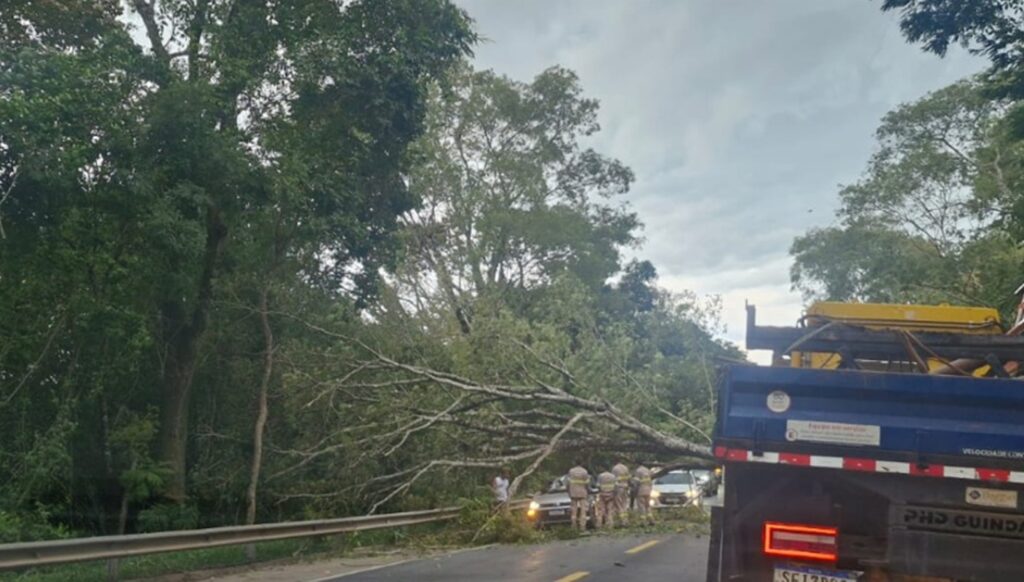 arvore-cai-em-cima-de-carro,-mata-homem-e-deixa-outro-ferido-na-br-040