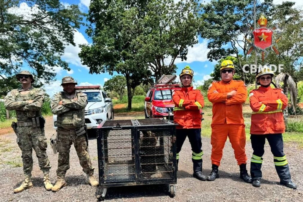 Tamanduá é resgatado em banheiro de igreja no Distrito Federal