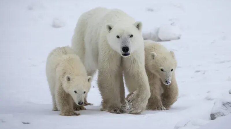 urso-polar-surpreende-cientistas-ao-adotar-filhote-no-artico-canadense
