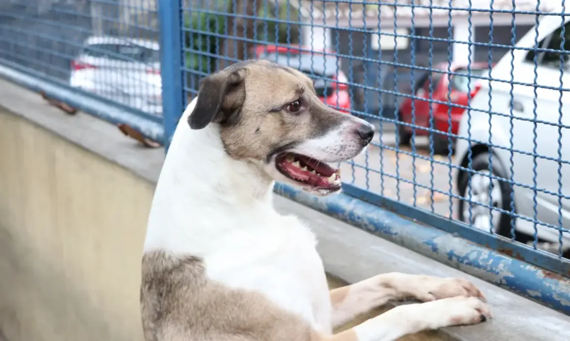 Fogos de artifício acarretam sofrimento físico e risco para animais