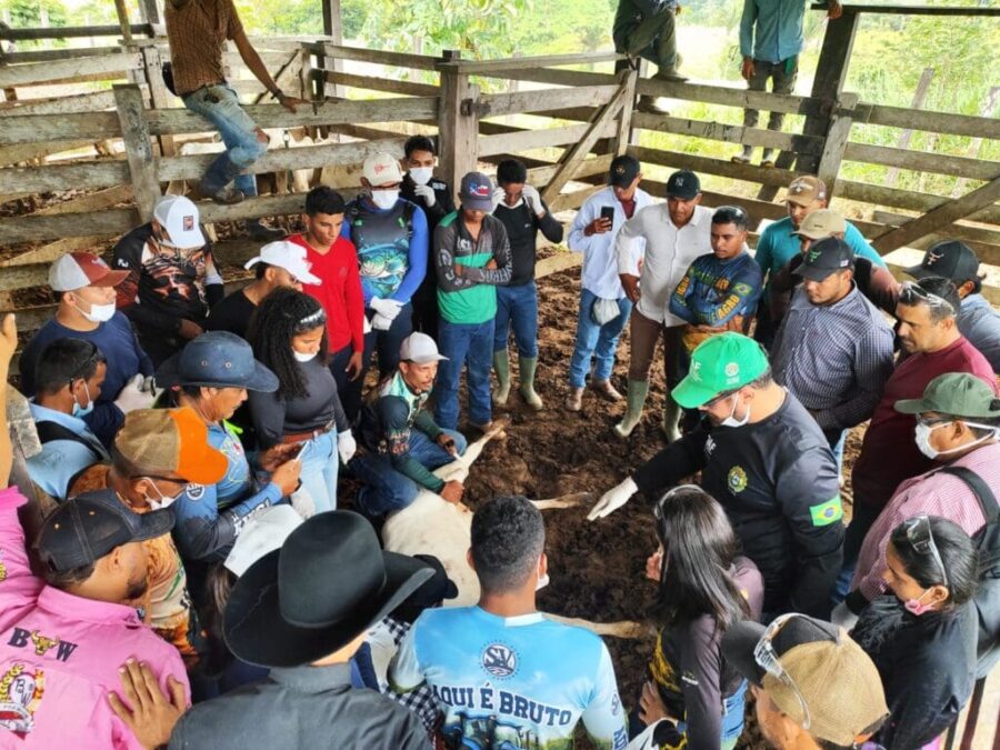 Idaf promove curso de agente vacinador para fortalecer controle da brucelose em Feijó