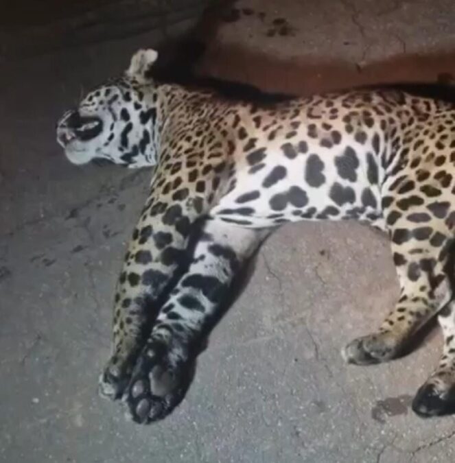 Onça-pintada morre após ser atropelada na BR-364, em Cruzeiro do Sul