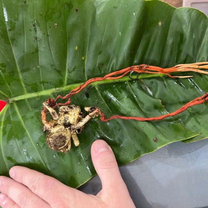 Cientistas registram na Amazônia tarântula dominada por fungo “zumbi”