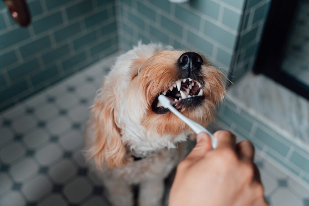 Cão saudável: dicas infalíveis para tratar o mau hálito do seu cão