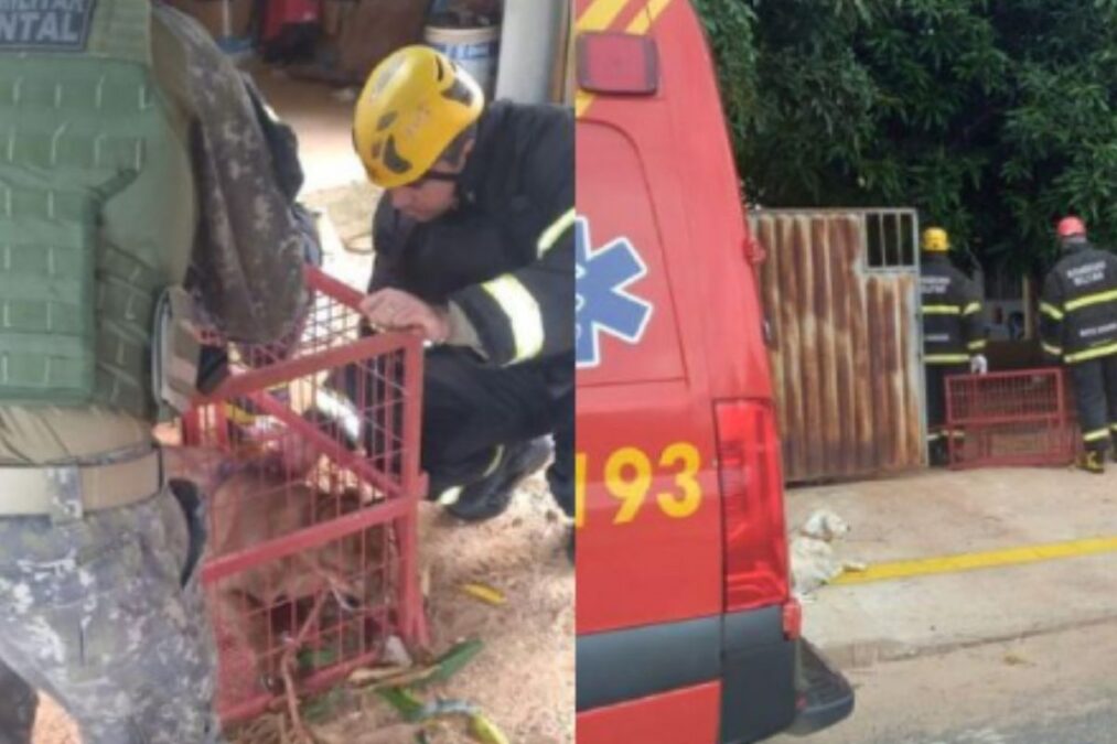 MT: onça-parda invade residência e é encontrada na lavanderia