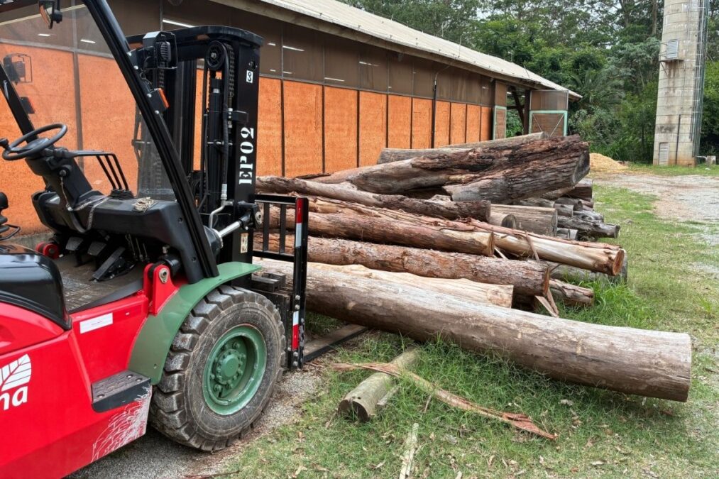 Para onde vão as árvores de podas após tempestades na cidade de SP