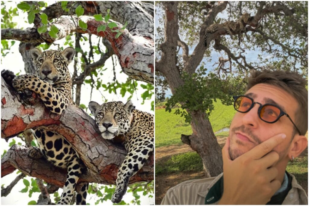 onca-pintada-e-filhote-sao-flagrados-descansando-em-galho-de-arvore.-veja-video