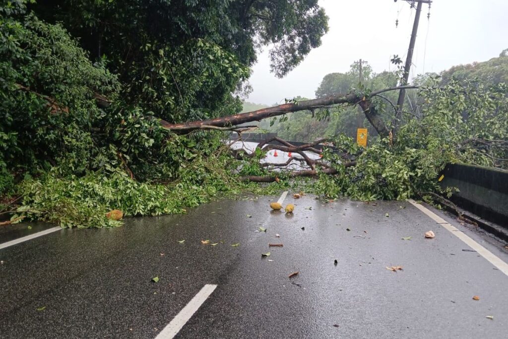 retorno-do-litoral:-rodovias-de-sp-sofrem-lentidao-e-queda-de-arvore