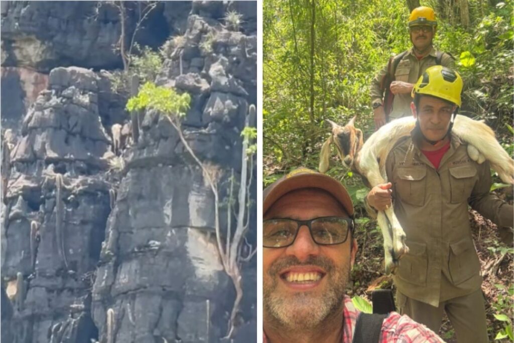 bode-fica-preso-a-120-metros-de-altura-e-mobiliza-corpo-de-bombeiros.-video