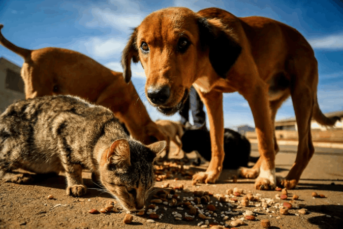 sem-cemiterio-publico,-57-toneladas-de-animais-mortos-foram-descartados-em-aterro-do-df