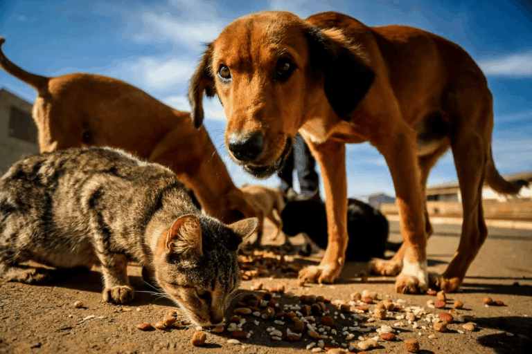 sem-cemiterio-publico,-57-toneladas-de-animais-mortos-foram-descartados-em-aterro-do-df