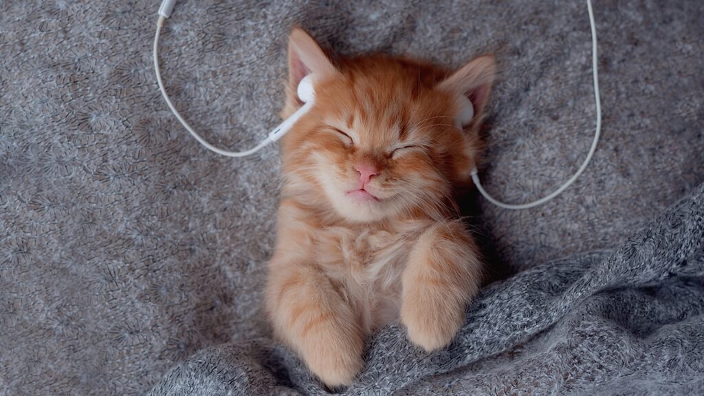 musica-para-gatos:-estudos-revelam-os-sons-que-acalmam-os-felinos