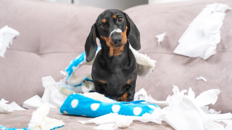 seu-cachorro-e-ansioso?-descubra-3-dicas-com-brinquedos-para-acalma-lo
