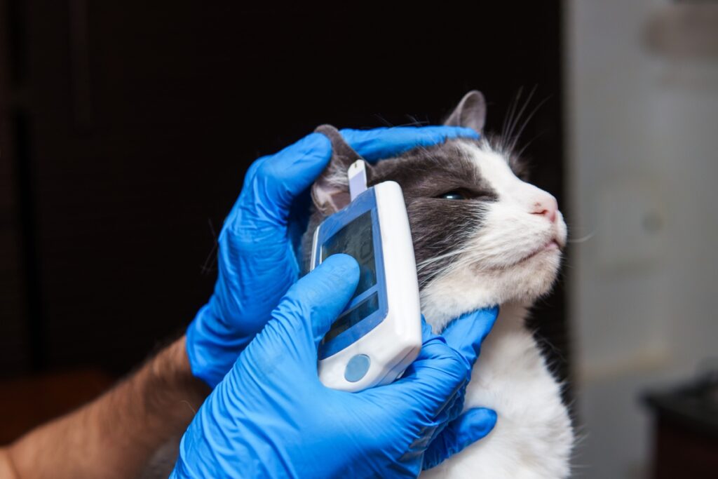 homem-tenta-dar-golpe-em-policial-apos-atendimento-em-veterinaria