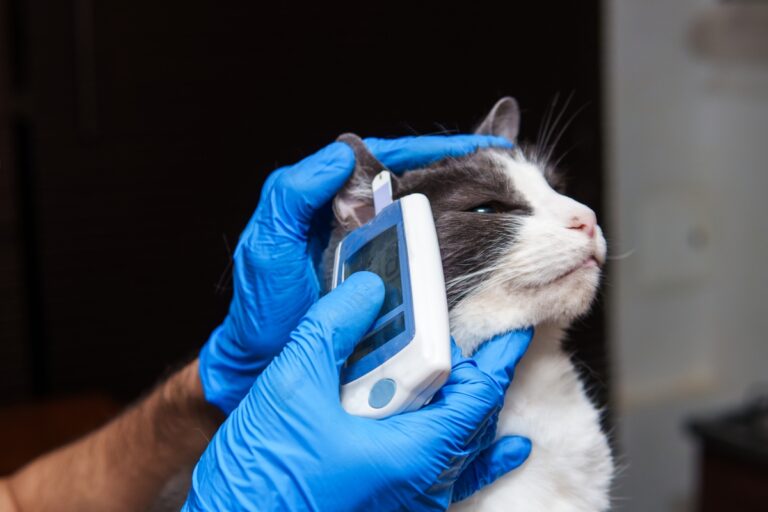 homem-tenta-dar-golpe-em-policial-apos-atendimento-em-veterinaria