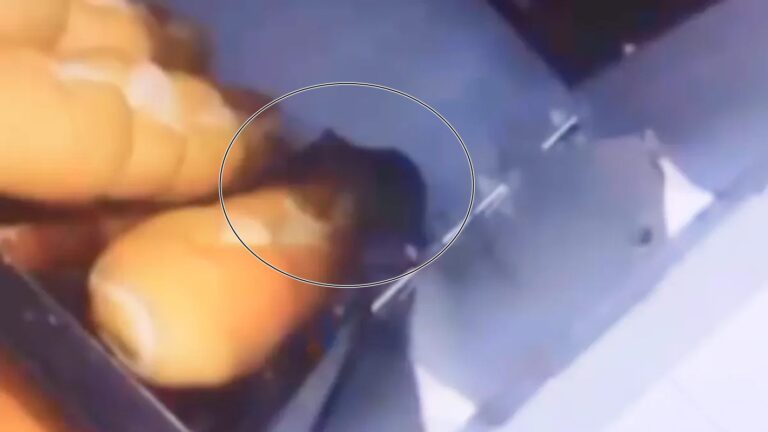 ratos-andam-“relaxados”-sobre-paes-em-padaria-de-mercado-dono-e-preso.-veja-video