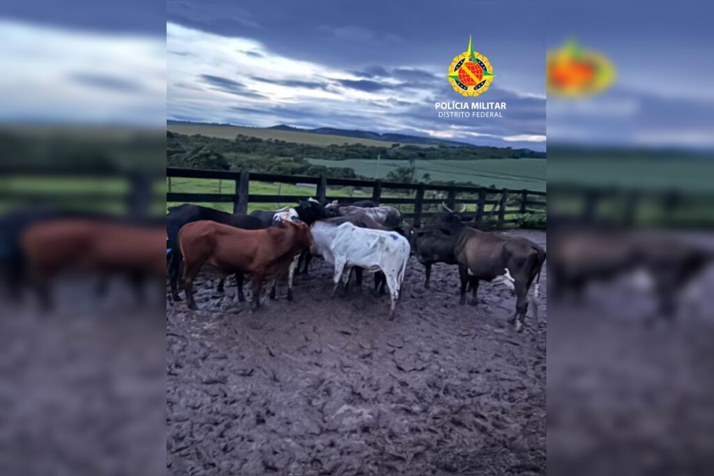 pmdf-prende-dupla-que-furtou-mais-de-45-gados-avaliados-em-r$-200-mil