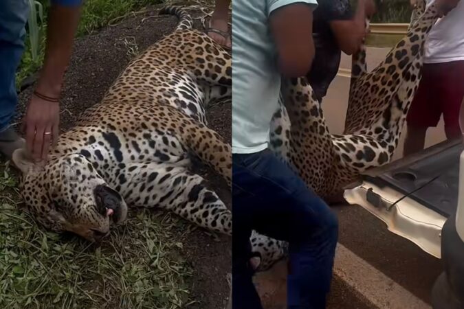 onca-pintada-e-resgatada-por-indigenas-apos-ser-atropelada-em-rodovia.-video