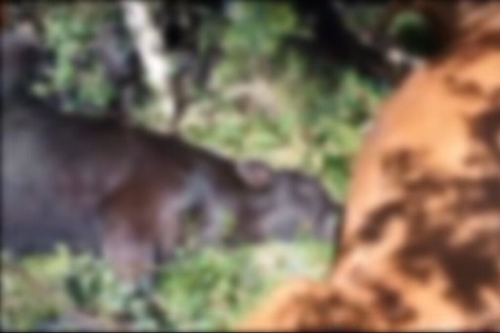 mais-de-25-vacas-e-bezerros-morrem-apos-serem-atingidos-por-raios-em-sc