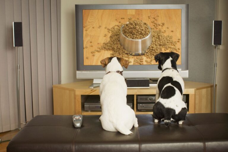deixar-a-tv-ligada-faz-mal-aos-pets?-entenda-o-impacto-das-telas