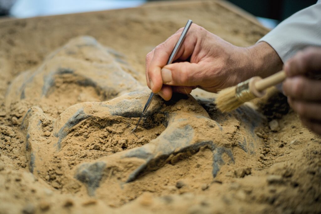 do-campo-ao-museu:-como-cientistas-encontram-os-dinossauros?
