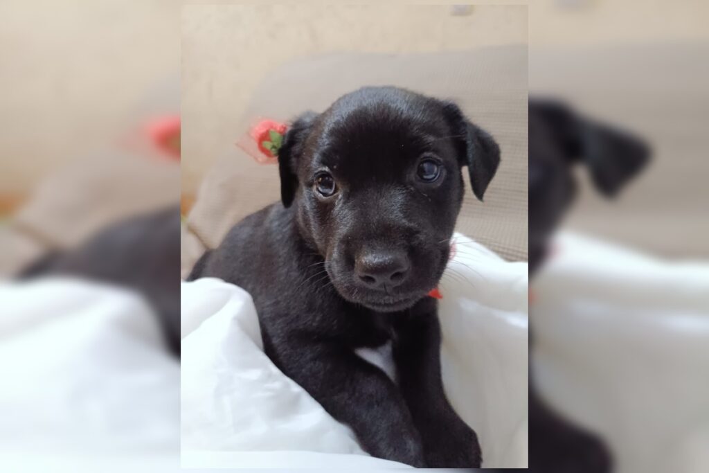 filhotes-de-cadela-resgatada-gravida-aguardam-adocao-em-brasilia