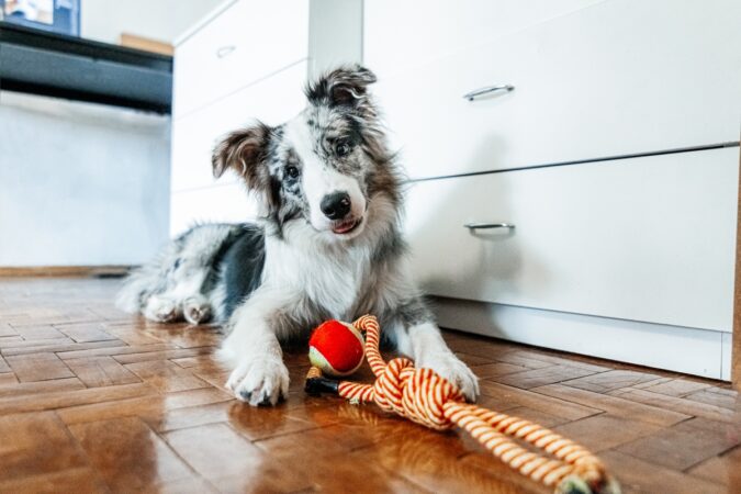 lei-preve-multa-para-quem-viaja-e-deixa-o-pet-sozinho-em-casa