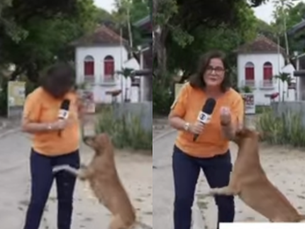 cachorro-caramelo-chama-atencao-ao-invadir-reportagem-da-globo:-“coisa-linda”