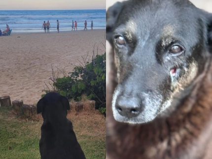 cao-orelha:-policia-diz-que-adolescentes-suspeitos-de-matar-o-animal-estao-nos-eua