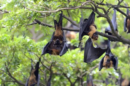 oms-atualiza-alerta-sobre-virus-nipah-na-india-e-aponta-diferencas-em-relacao-a-covid-19