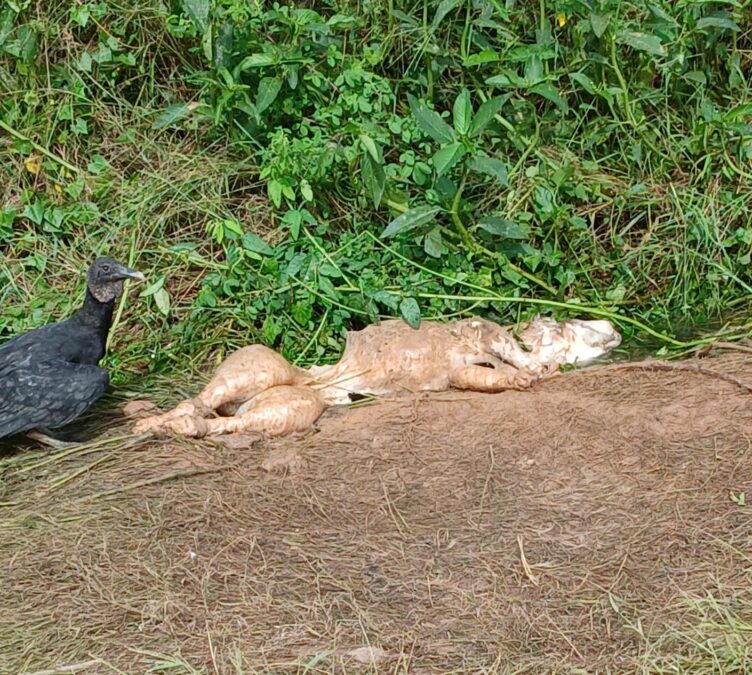 Criança indígena fica gravemente ferida após ataque de pitbull em Sena Madureira