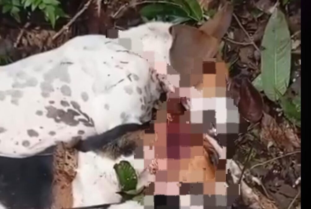 Onça mata cachorro na comunidade Tabatinga e moradores vivem clima de medo, segundo relato de morador