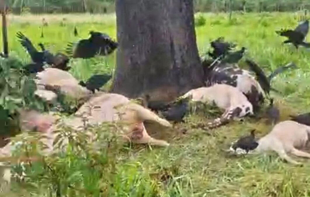 VÍDEO: Raio atinge árvore e mata gado em propriedade rural de Sena Madureira