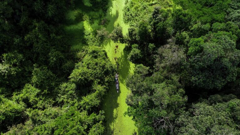 Acre obtém aprovação final para fase de validação e verificação no padrão internacional de alta integridade ART Trees. Foto: arquivo Secom