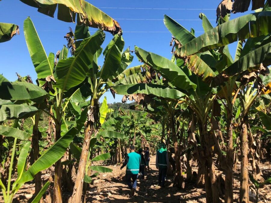 Idaf estabelece normas para controle da praga Sigatoka negra em plantações de banana no Acre