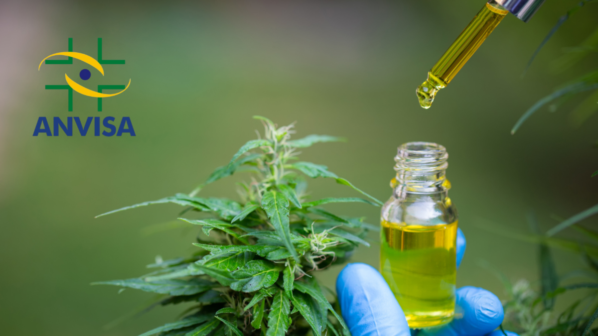 Anvisa propõe regulamentar produção de cannabis medicinal no Brasil